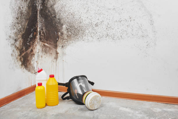 Best Best Mold Removal Companies  in Roselle, IL