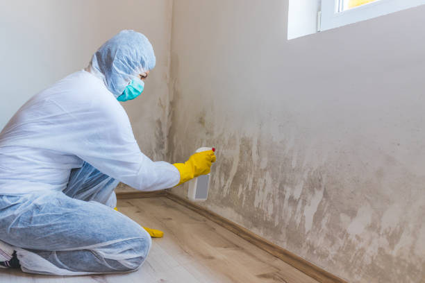 Certified Mold Removal in Roselle, IL