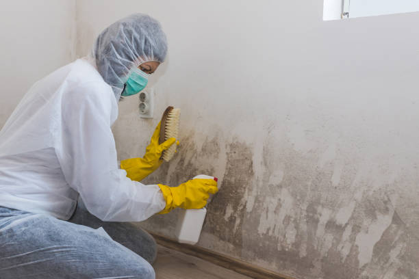 Best Mold Cleaning Services  in Roselle, IL