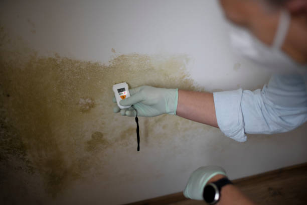Best Commercial Mold Removal  in Roselle, IL