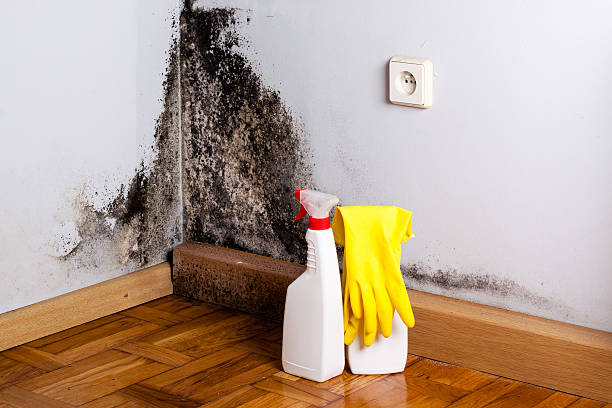 Roselle, IL Mold Removal Company
